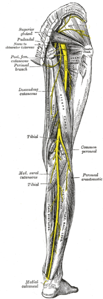 Posterior aspect of the nerves of the leg.